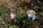 Цветы арбузоогурца близ горы Меганом