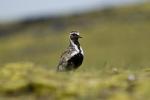 Ржанка золотистая, golden plover (Pluvialis apricaria)