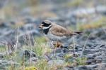 Галстучник, ringed plover (Charadrius hiaticula)