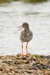 Травник, redshank (Tringa totanus)