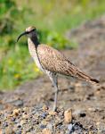 Кроншнеп средний, whimbrel (Numenius phaeopus)