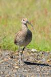 Кроншнеп средний, whimbrel (Numenius phaeopus)