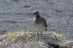 Кроншнеп средний, whimbrel (Numenius phaeopus)