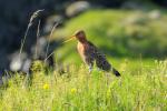 Веретенник большой, black-tailed godwit (Limosa limosa)