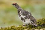 Куропатка тундряная, ptarmigan (Lagopus mutus)