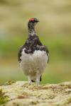 Куропатка тундряная, ptarmigan (Lagopus mutus)