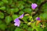 Герань лесная (Geranium sylvaticum)