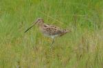 Бекас, snipe (Gallinago gallinago)