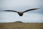 Поморник большой, great skua (Stercorarius skua)