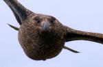 Поморник большой, great skua (Stercorarius skua)