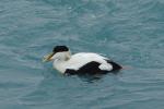 Гага обыкновенная, eider (Somateria mollissima)