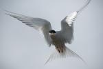 Крачка полярная, arctic tern (Sterna paradisaea)