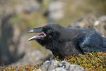 Ворон чёрный, raven (Corvus сorax)