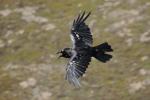 Ворон чёрный, raven (Corvus сorax)