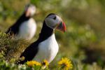 Тупик, puffin (Fratercula arctica)