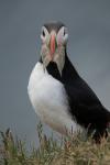 Тупик, puffin (Fratercula arctica)