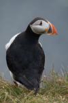 Тупик, puffin (Fratercula arctica)