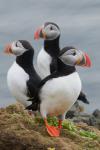 Тупик, puffin (Fratercula arctica)