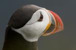 Тупик, puffin (Fratercula arctica)