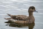 Свиязь, wigeon (Anas penelope)