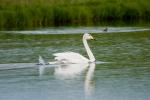 Лебедь-кликун, whooper swan (Cygnus cygnus)