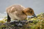 Свиязь, wigeon (Anas penelope)