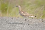 Кроншнеп средний, whimbrel (Numenius phaeopus)