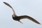 Кроншнеп средний, whimbrel (Numenius phaeopus)