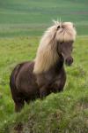 Лошади в Исландии
