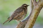 Дрозд-белобровик (Turdus iliacus)