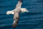 Глупыш антарктический, fulmar (Fulmarus glacialis)