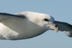 Глупыш антарктический, fulmar (Fulmarus glacialis)