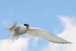 Крачка полярная, arctic tern (Sterna paradisaea)