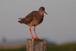 Травник, redshank (Tringa totanus)