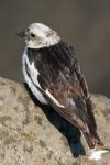 Пуночка, snow bunting (Plectrophenax nivalis)