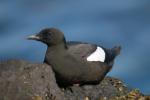 Чистик атлантический, black guillemot (Cepphus grylle)