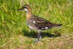 Круглоносый плавунчик, red-necked phalarope (Phalaropus lobatus)