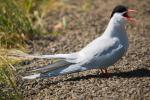 Крачка полярная, arctic tern (Sterna paradisaea)