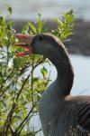 Гусь серый, greylag goose (Anser anser)