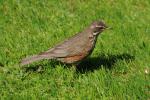 Дрозд-белобровик, redwing (Turdus iliacus)