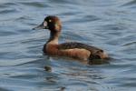 Чернеть морская, scaup (Aythya marila)