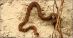 Snake Coronella austriaca