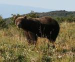 Камчатський ведмідь