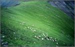 Овцы на склонах