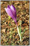 Crocus Vernus (крокус весенний)