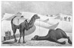 Первые верблюды, брошенные на произволъ судьбы