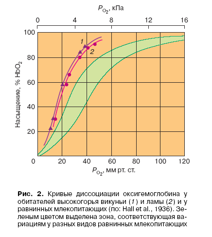 Кривые диссоциации оксигемоглобина у обиталей высокогорья викуньи и ламы