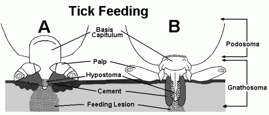 tick feeding