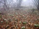 Кримський весняний ліс