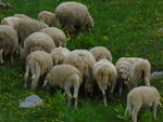 Вівці з кошари